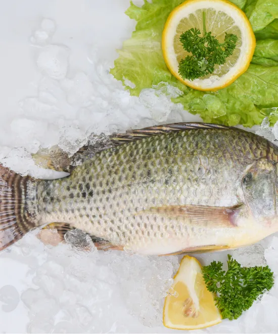 Whole Tilapia descaled & gutted 5/8 2.5kg, 2.5kg