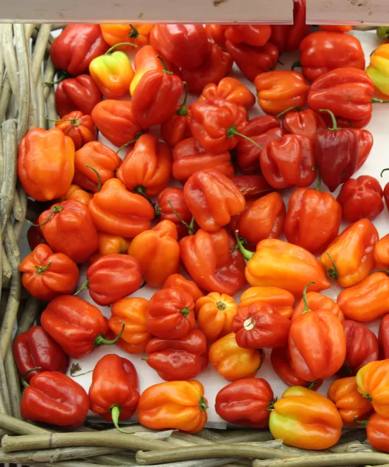 Ata Rodo /Scotch Bonnet /Hot pepper – 1kg, 1kg