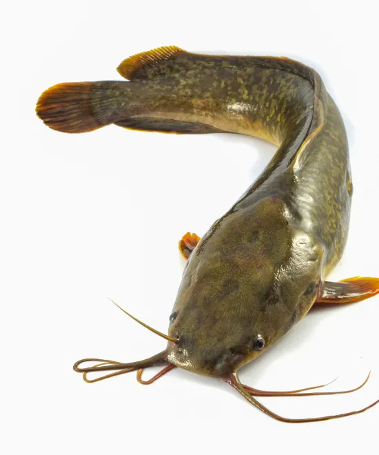 Frozen Whole Catfish – 500 – 800 (2.5kg), 2.5kg