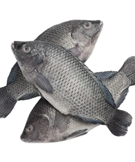 Whole Tilapia descaled & gutted 800 – 2.5kg, 800 – 2.5kg