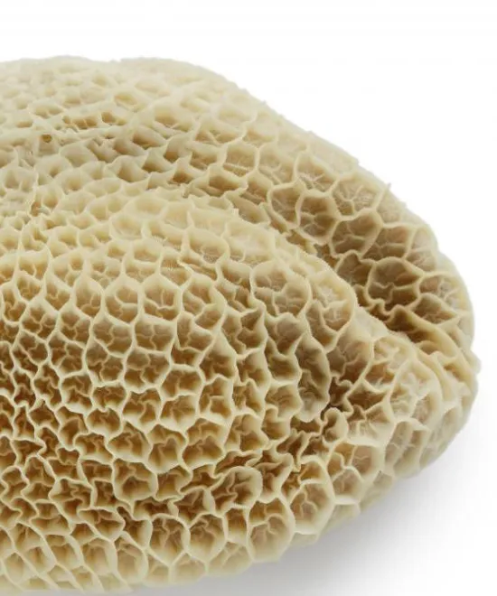Frozen Cow/Beef HONEYCOMB** Tripe / Shaki 1kg, 1kg