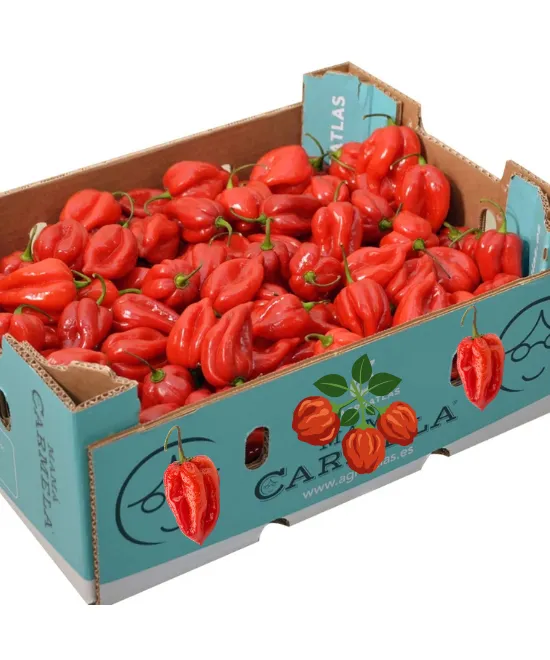 Scotch Bonnet Ata Rodo/Hot Pepper – Box 3.6kg, 3.6kg